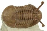 Stalk-Eyed Asaphus Kowalewskii Trilobite - Very Large #191016-5
